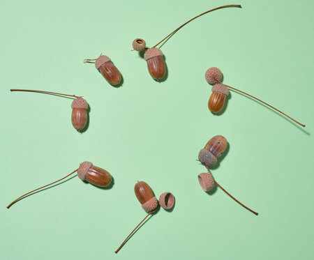 Top view of scattered acorns on a green background. Copy spaceの写真素材