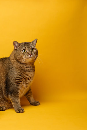 An adult gray straight-eared cat sits on a yellow backgroundの写真素材