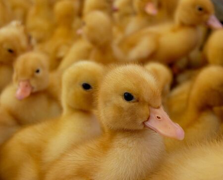 One focused duckling and many yellow small duck-baby at the backgroundの写真素材