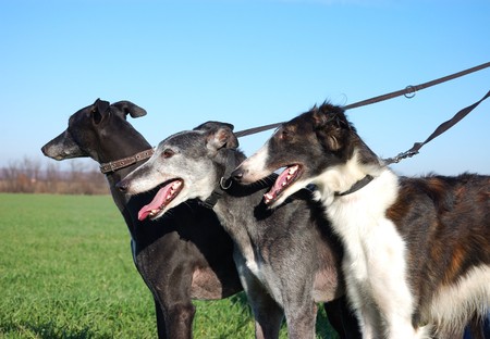 Hunting dogs in open field: two greyhounds and a borzoiの写真素材