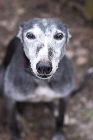 Portrait of old rescued grey-haired greyhound. Outdoors.の写真素材