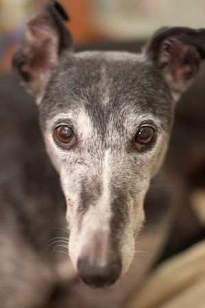 Portrait of old grey-haired rescued greyhoundの写真素材