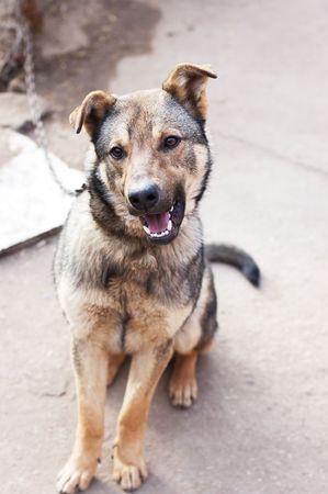 Funny  open-mouthed morgel sitting on chain. Outdoors.の写真素材