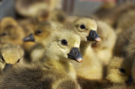 Small newborn gosling looking at cameraの写真素材