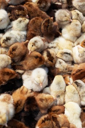 Many coloured newborn chickensの写真素材