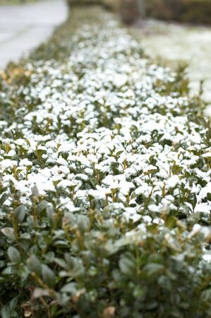 Box tree (buxus) under snowの写真素材