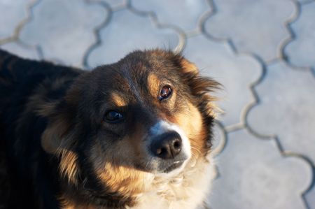 Pleading look of homeless dog