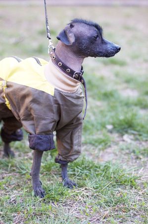 Mexican dog (xoloitzcuintle) in funny dog clothesの写真素材