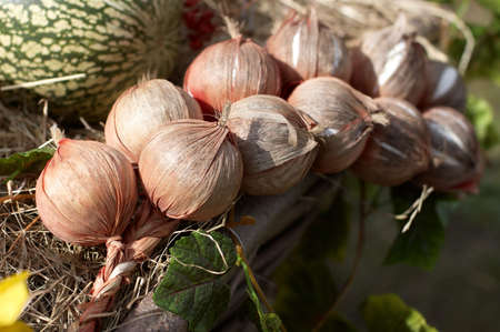 Bunch of onion in the evening sunlightの写真素材