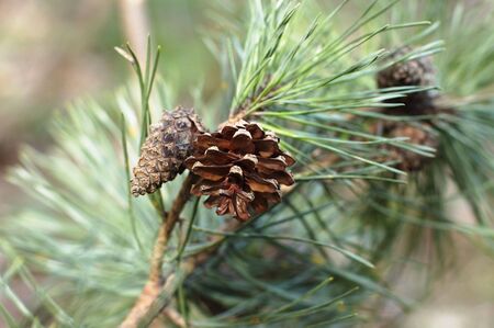 Strobiles on fir tree branch
の写真素材