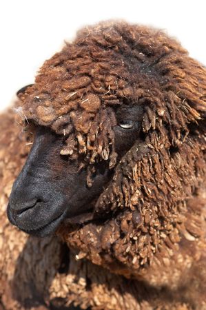 Black Karakul sheepの写真素材
