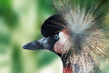 Southern Crowned Crane Native to East Africa Balearica Pavoninaの写真素材