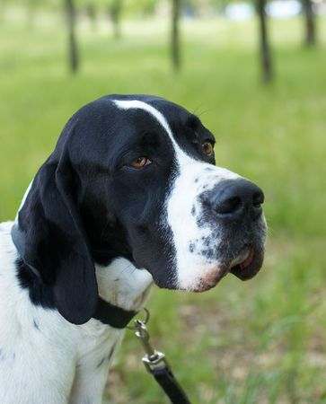 Pointer (hunter dog) with serious look