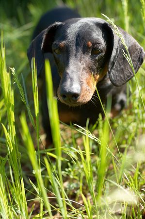 Dachshund on green grassの写真素材