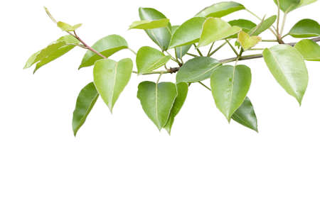 Young green leaves isolated on the whiteの写真素材