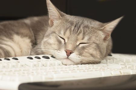 Pause at work: cat sleeping on keyboard
の写真素材