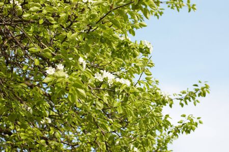 Pear tree at springtime. Green young leaves and white blossom under blue background