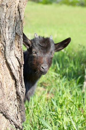 Funny black goatling looking out of the tree stemの写真素材
