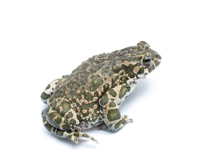 Big toad on white background