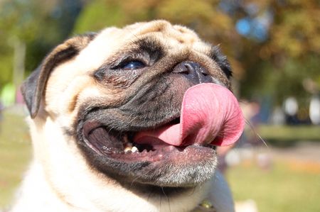 Funny happy Pug dog with big tonque. Outdoorsの写真素材