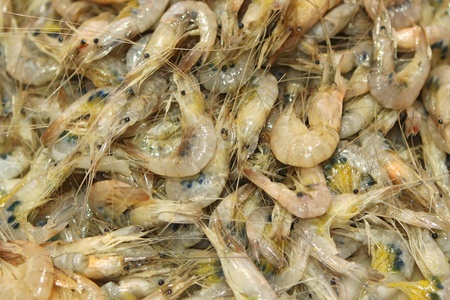 many shrimps are on the counter