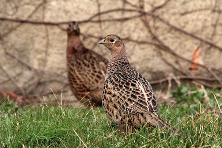 Pheasant female profile view walking on grassの写真素材