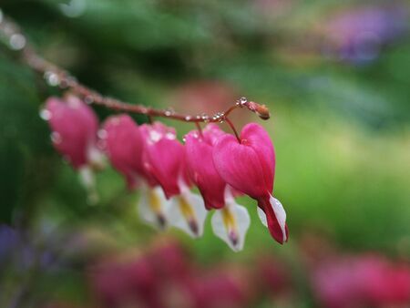 	Broken heart flower with raindrops   