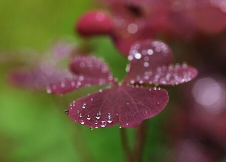 Violet leaves with raindrops      