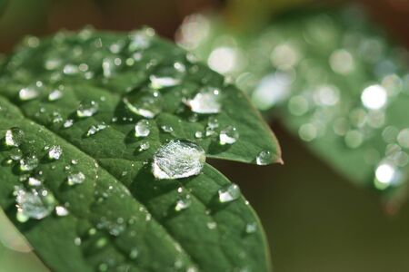 Raindrops on a leaf      の写真素材