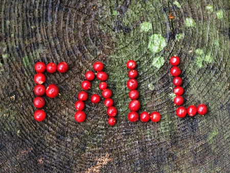 A word  fall  written with cranberries  の写真素材