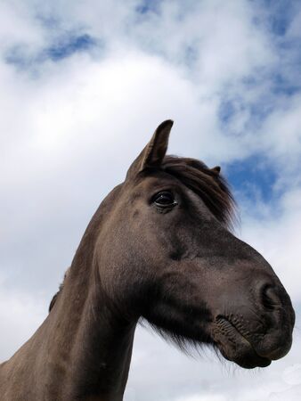 A head of a black horse     の写真素材