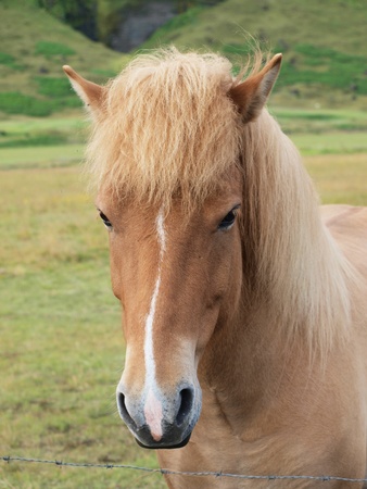 A head of a brown horse       の写真素材