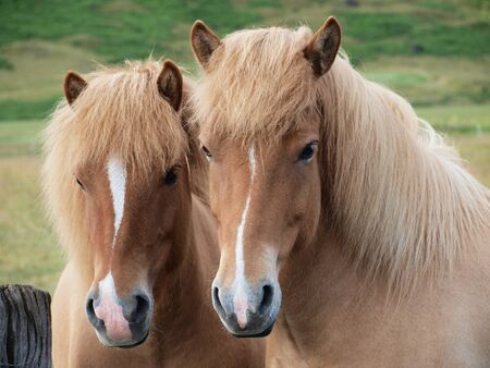 	A pair of brown horses        の写真素材