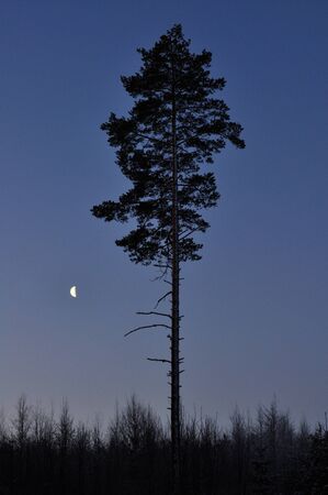 A lonely pine on a moonlit nightの写真素材