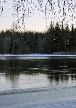 Birch branches with waterdrops hanging down the riverの写真素材