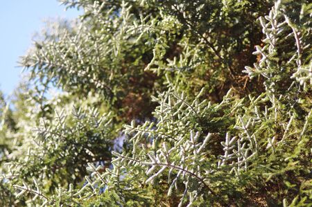 Fir branches covered with snowの写真素材