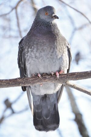 A pidgeon sitting on a branchの写真素材