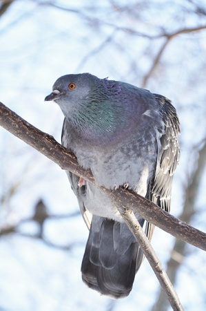 A curious pidgeonの写真素材