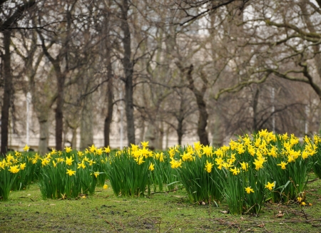 Narcissus in early springの写真素材