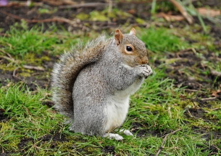 Squirrel eating a nutの写真素材