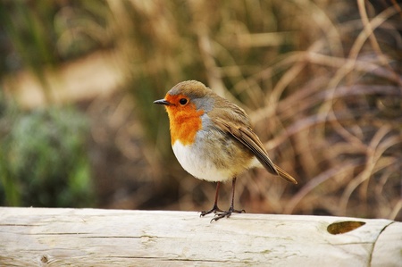 A robinの写真素材