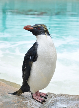 A standing penguinの写真素材