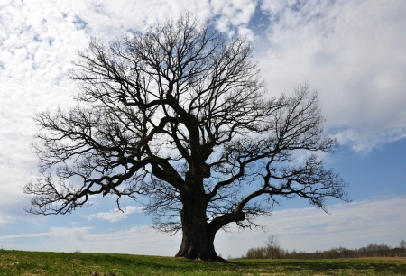 Silhoette of big treeの写真素材