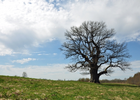 Oak tree の写真素材