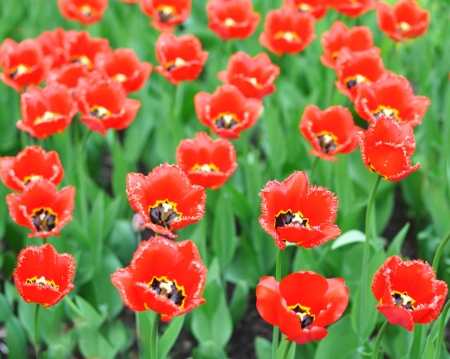 A bed of red tulipsの写真素材