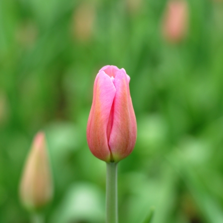 Tulip budの写真素材