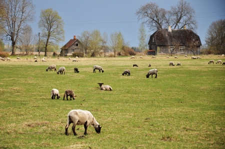 Grazing sheep near the farmの写真素材
