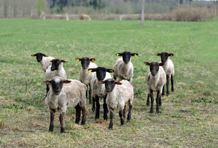 A group of alert sheepの写真素材
