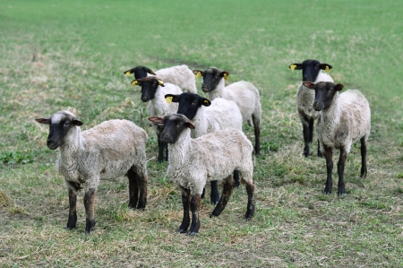A group of alert sheepの写真素材