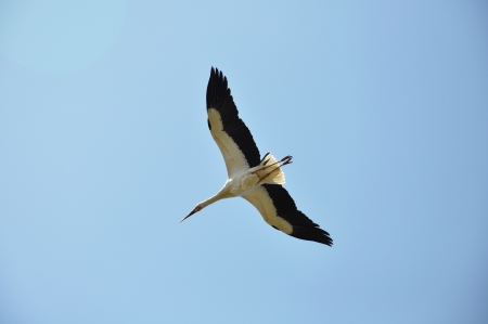 A flying stork in the skyの写真素材